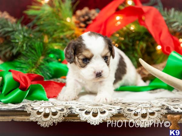breeders Picture 2